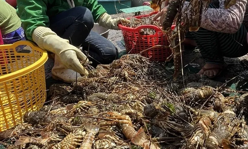 Phú Yên: Tôm hùm, cá nuôi chết hàng loạt gây thiệt hại nặng