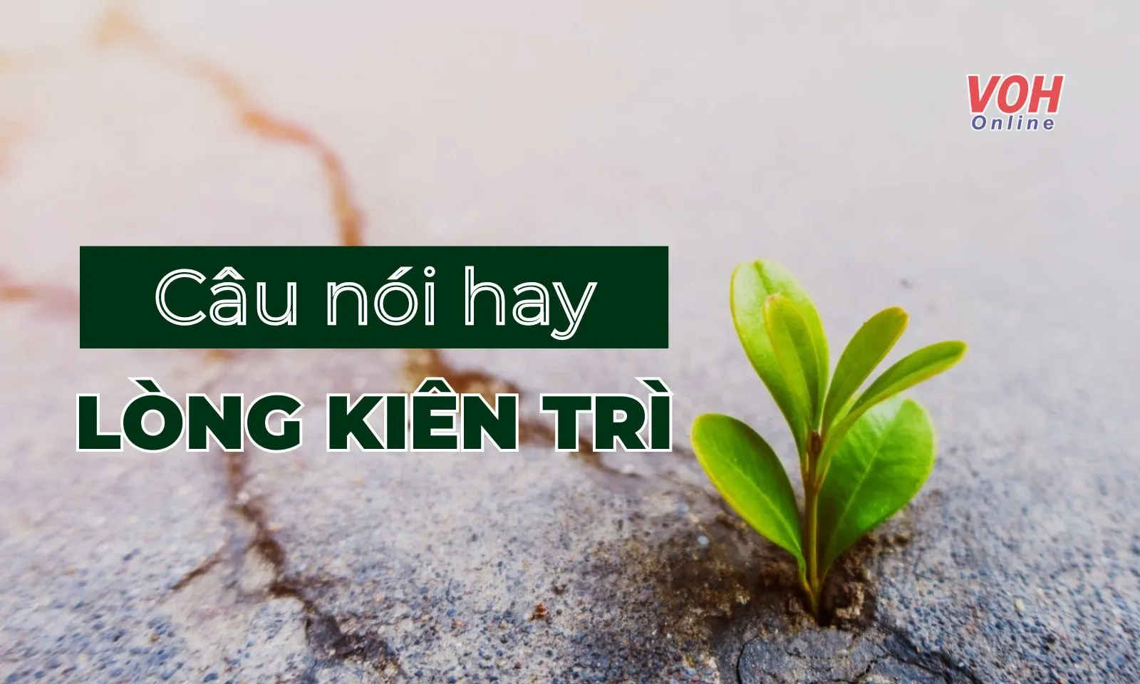 Những câu nói hay về sự kiên trì, cố gắng và lòng kiên nhẫn