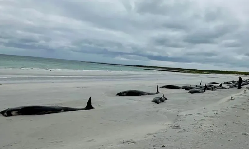 Hàng chục con cá voi mắc cạn trên bãi biển ở Orkney, Scotland