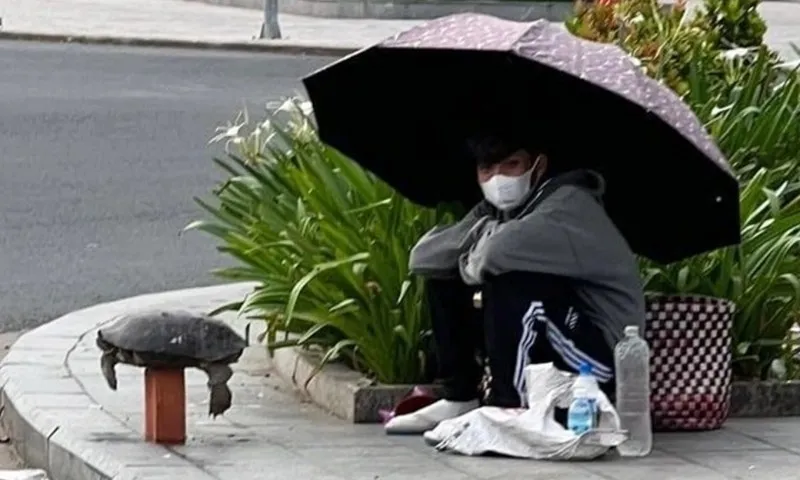 Rùa răng bị rao bán trên vỉa hè với giá 3 triệu đồng