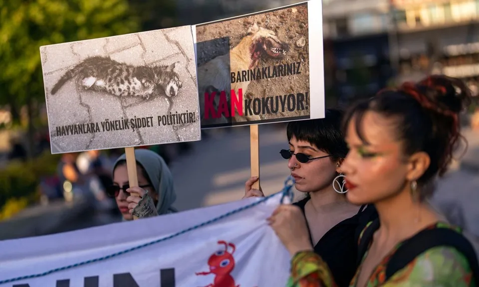 Thổ Nhĩ Kỳ đề xuất dự luật nhằm kiểm soát 4 triệu con chó hoang lang thang trên đường phố