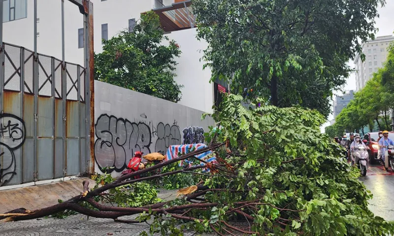 Hàng loạt nhánh cây cũng bị gió quật gãy xuống lòng đường Võ Thị Sáu, phường Đa Kao, quận 1