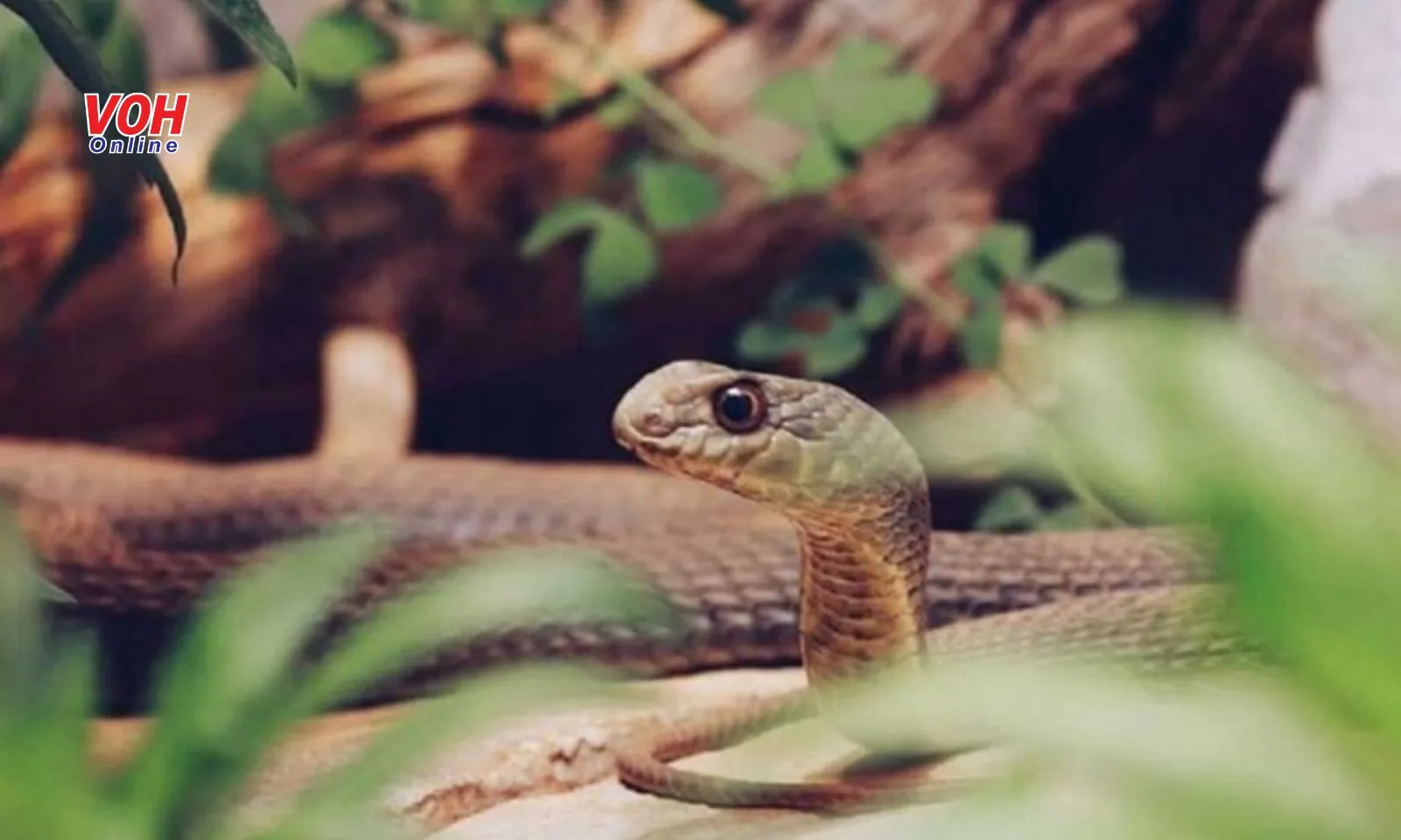 Trong 2 tháng, người đàn ông bị rắn độc cắn đến 5 lần