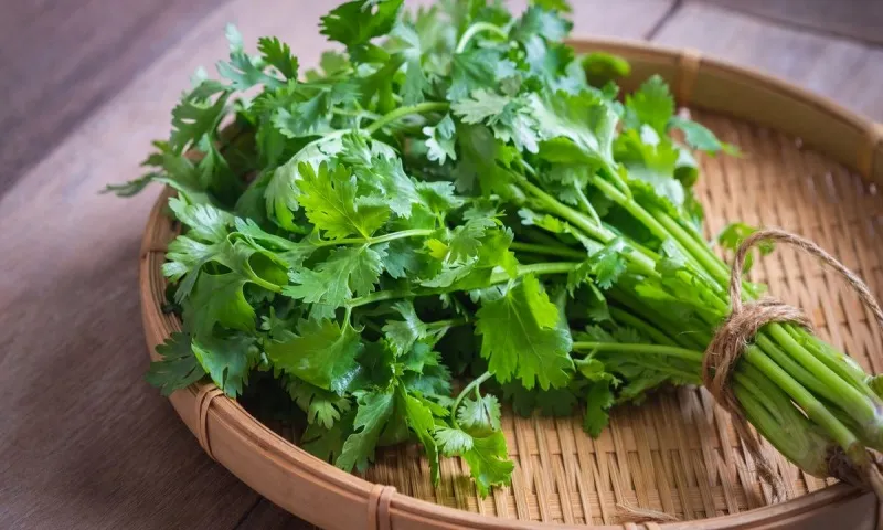 Những tác dụng không ngờ của ngò rí đối với sức khỏe