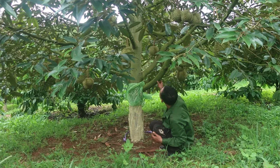 Hai vườn sầu riêng ở Đắk Lắk bị phá hoại: Hàng chục cây sầu riêng bị đẽo gốc, cắt trái