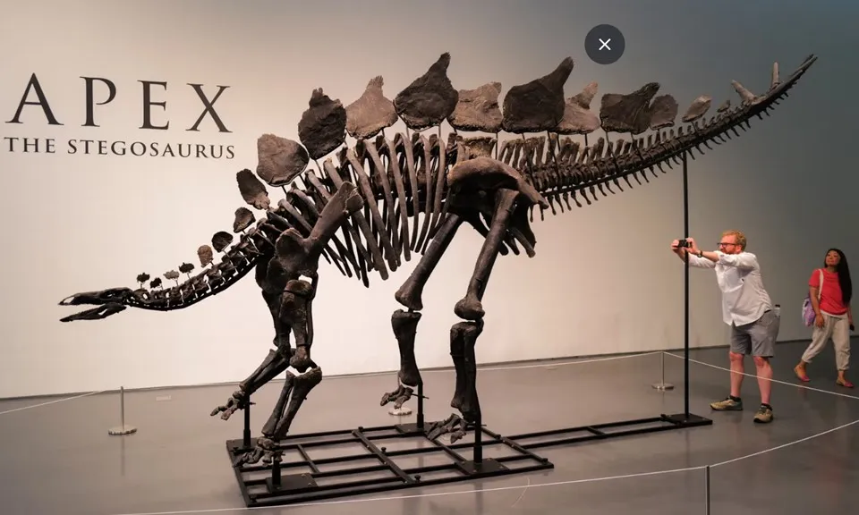 Hóa thạch khủng long Stegosaurus lớn nhất được bán với giá 44,6 triệu đô la