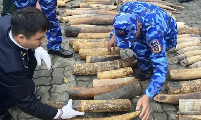 Buôn lậu ngà voi, nhận án 10 năm tù