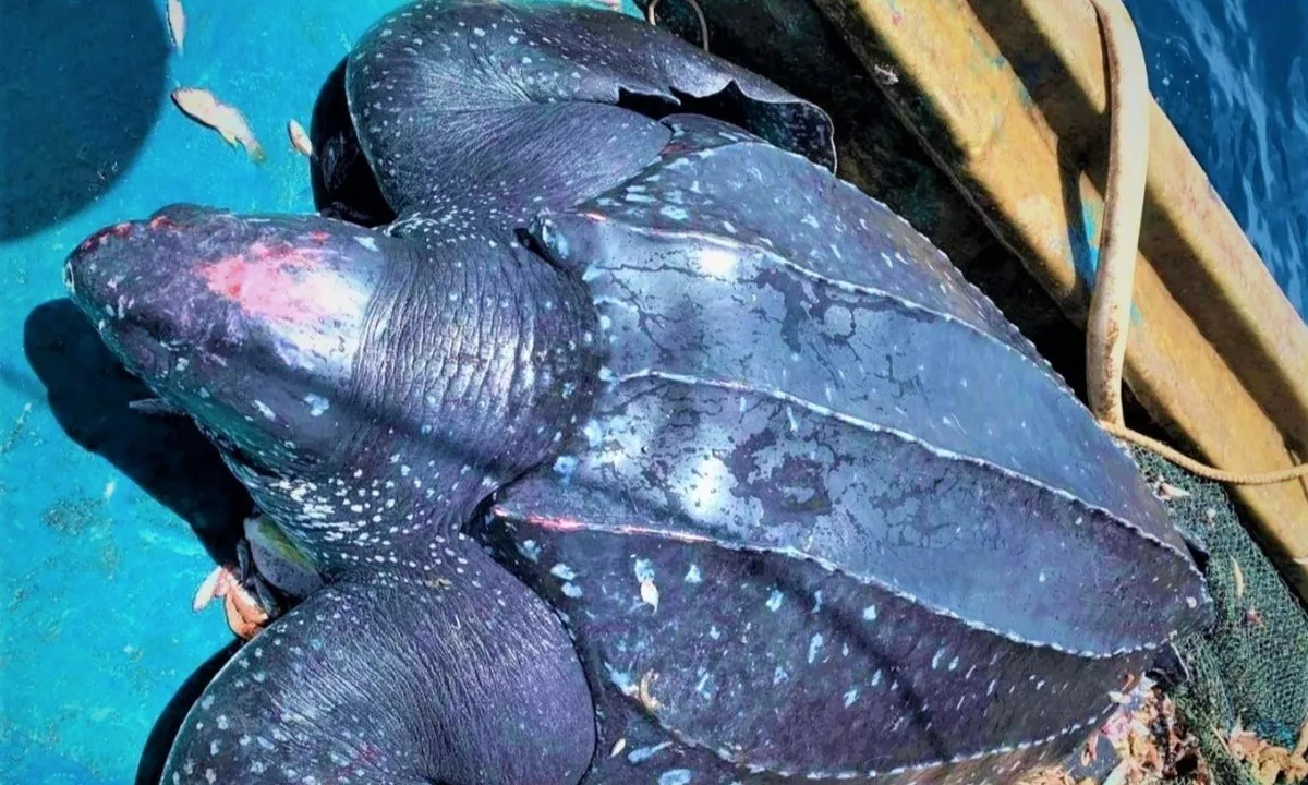 Rùa quý hiếm nặng 200kg mắc lưới được ngư dân thả lại xuống biển