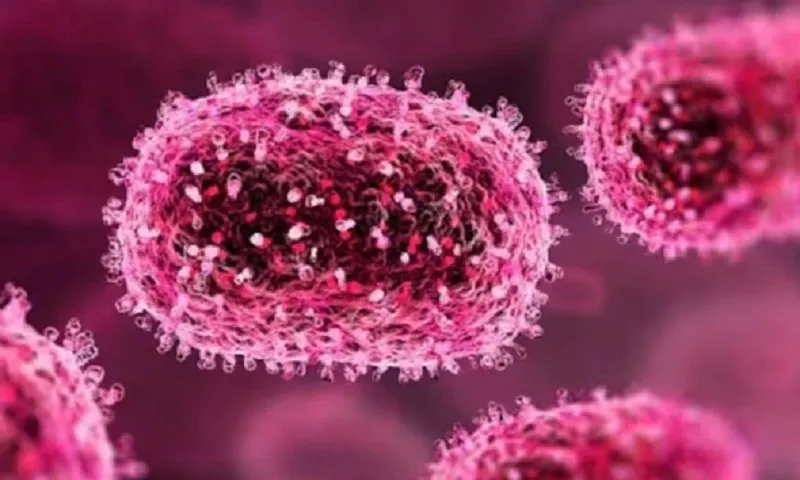 Ấn Độ ghi nhận 50 ca nhiễm và 16 người tử vong vì virus viêm não 