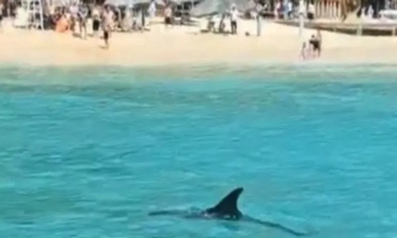 Cá heo xuất hiện bơi sát bờ biển ở Quy Nhơn