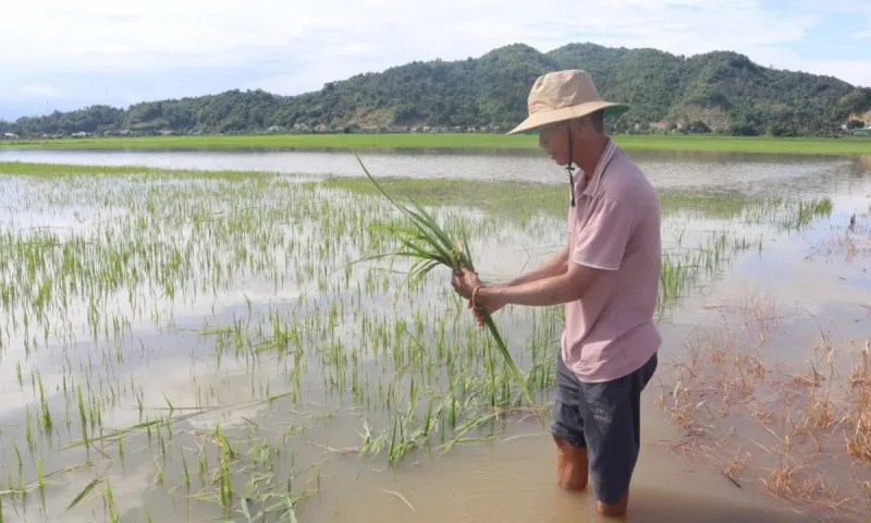 Hàng ngàn héc ta lúa bị ngập do bão số 2