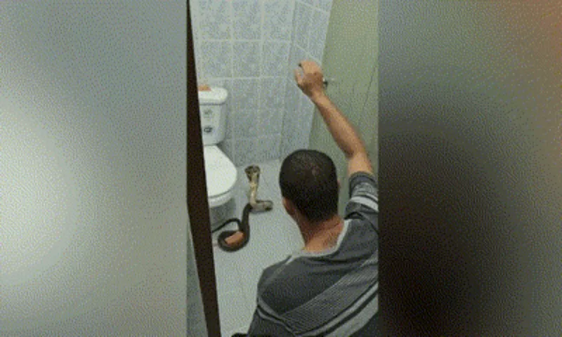 Ran xuat hien nha ve sinh