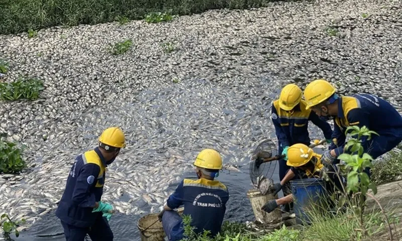 Đà Nẵng cho lấy mẫu nước phân tích nguyên nhân cá chết hàng loạt