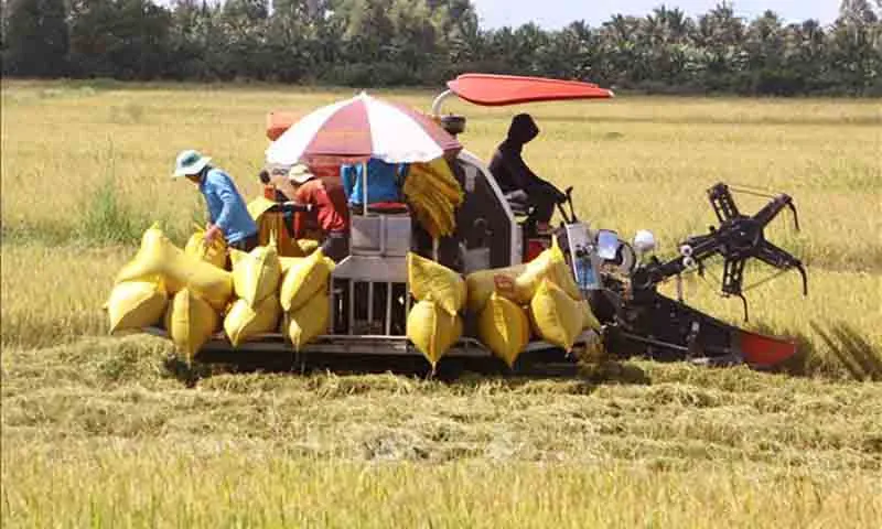 Xuất khẩu gạo đạt trên 4,8 triệu tấn