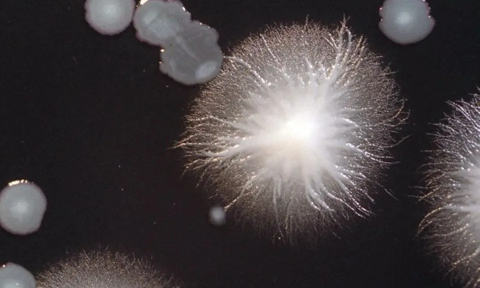 vi-khuan-lay-lan-300724