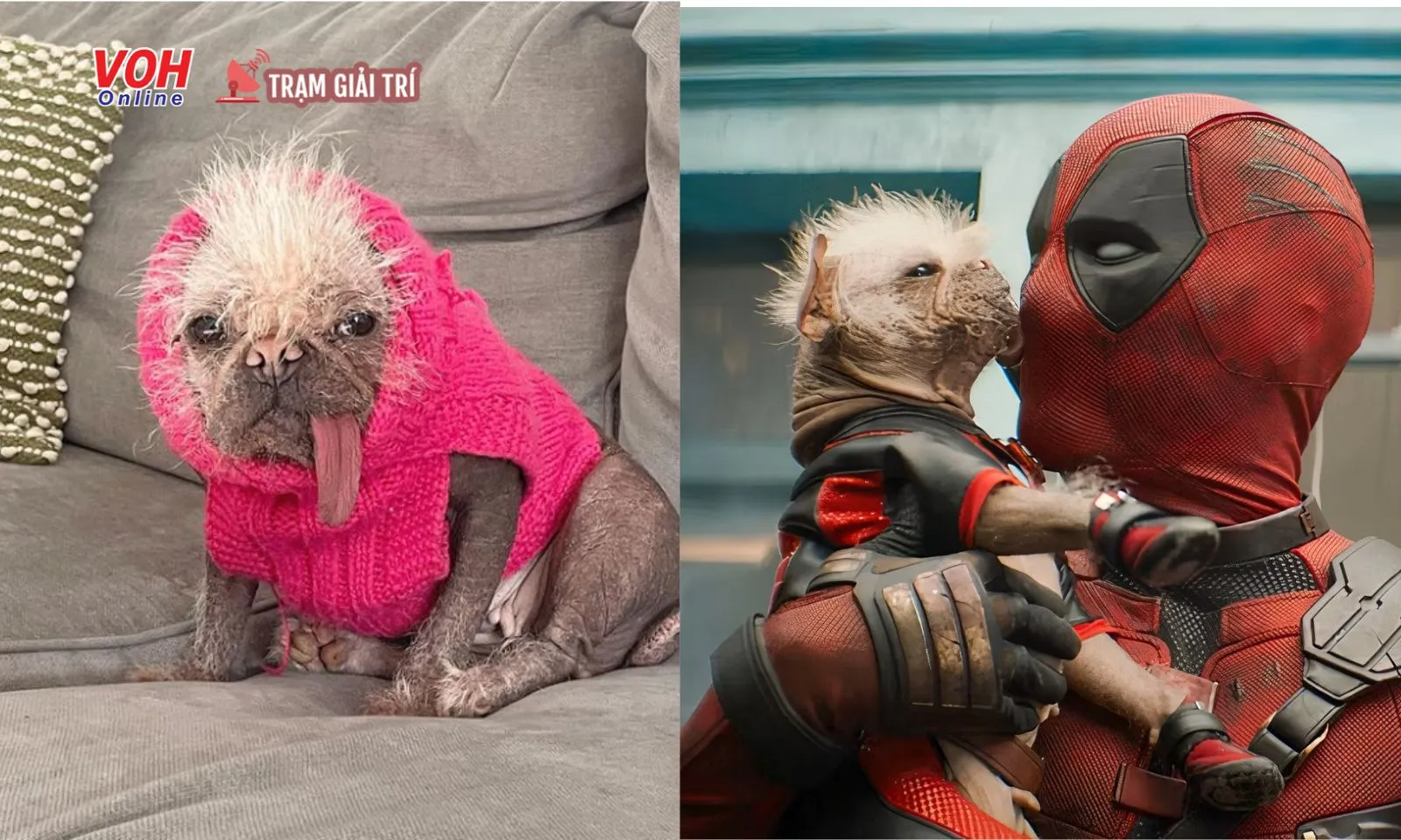 Danh tính diễn viên Dogpool ngoài đời khiến nhiều người tưởng là CGI vì quá xấu 