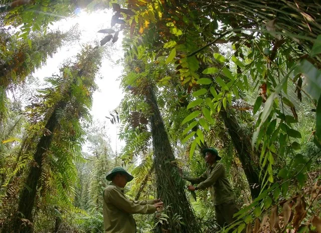 forest-haugiang