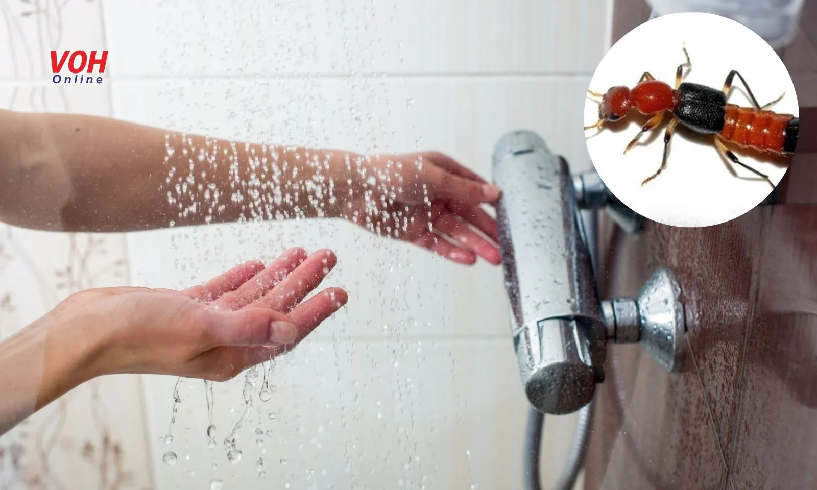 Có cần kiêng nước khi bị kiến ba khoang cắn?