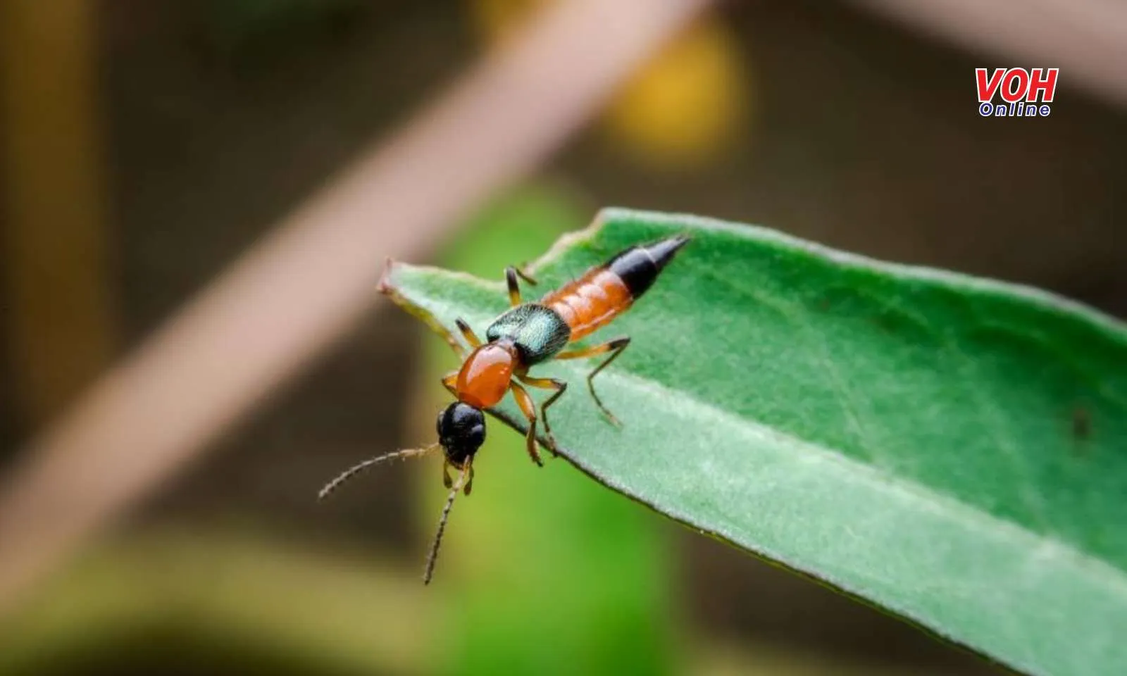 Cách phòng tránh kiến ba khoang hiệu quả