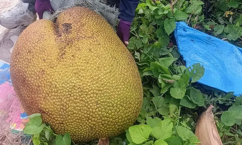 Trái mít 43kg, chia cho 14 người ăn mới hết