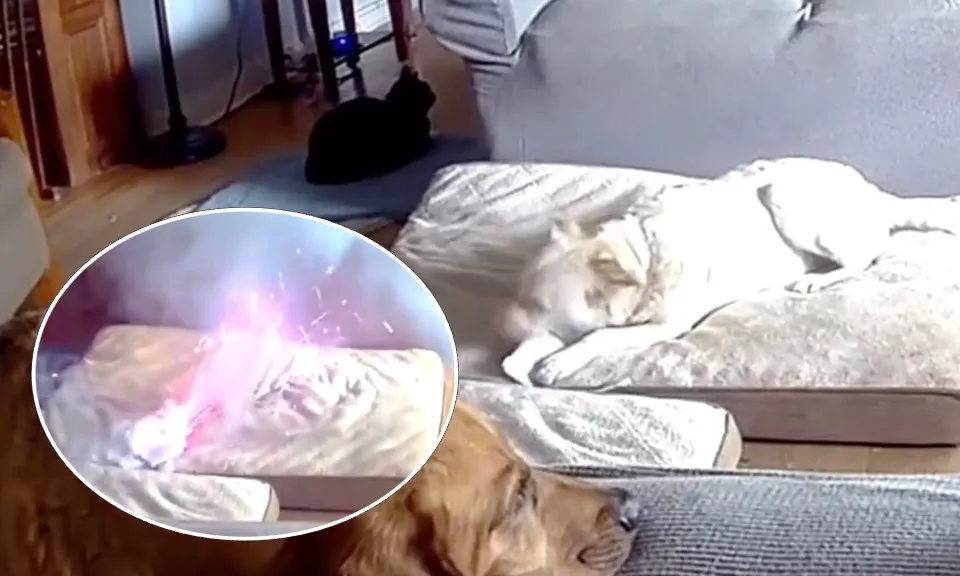 Chó gây cháy nhà sau khi gặm pin điện thoại di động