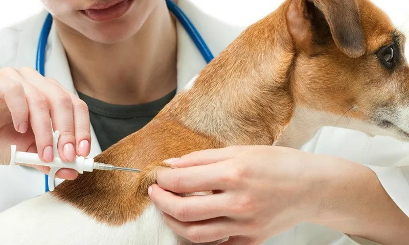 Đồng Nai: 3 người bị chó dại cắn