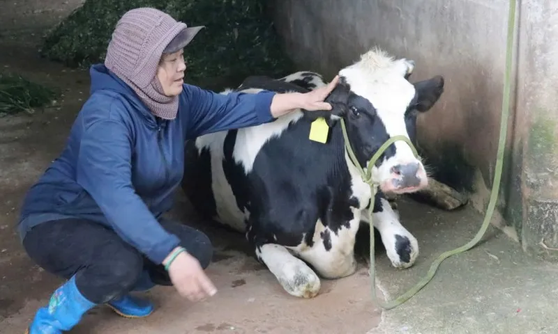 Bò sữa chết hàng loạt tại Lâm Đồng: Nhận định ban đầu là do thời tiết mưa nhiều