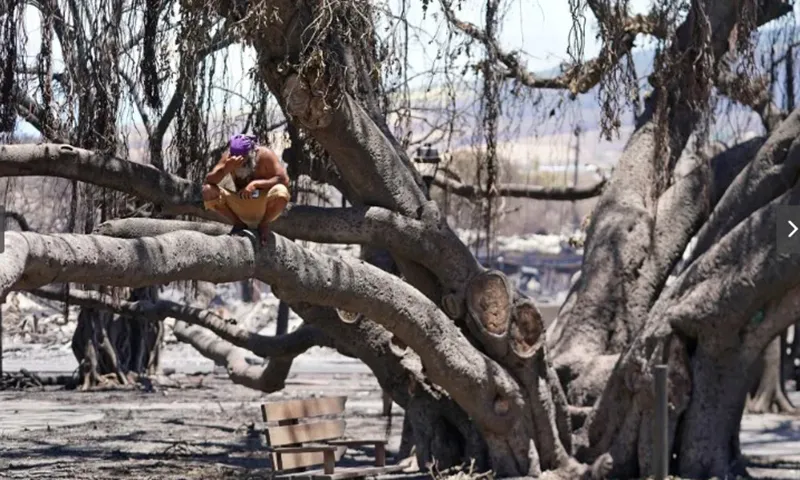 Cây đa hơn 150 năm tuổi hồi sinh sau vụ cháy kinh hoàng ở Hawaii