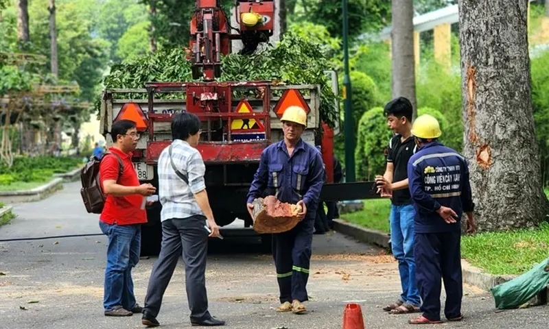 TPHCM cho kiểm tra toàn diện cây xanh sau sự cố tại Công viên Tao Đàn