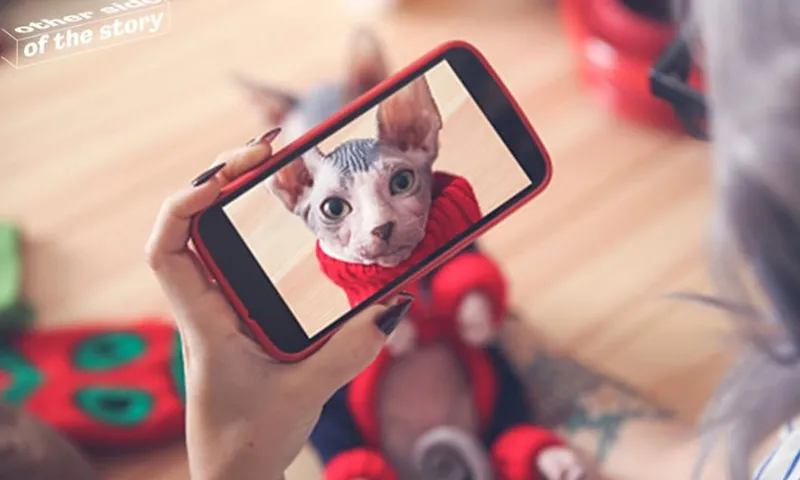 Ngày mèo quốc tế là ngày nào?