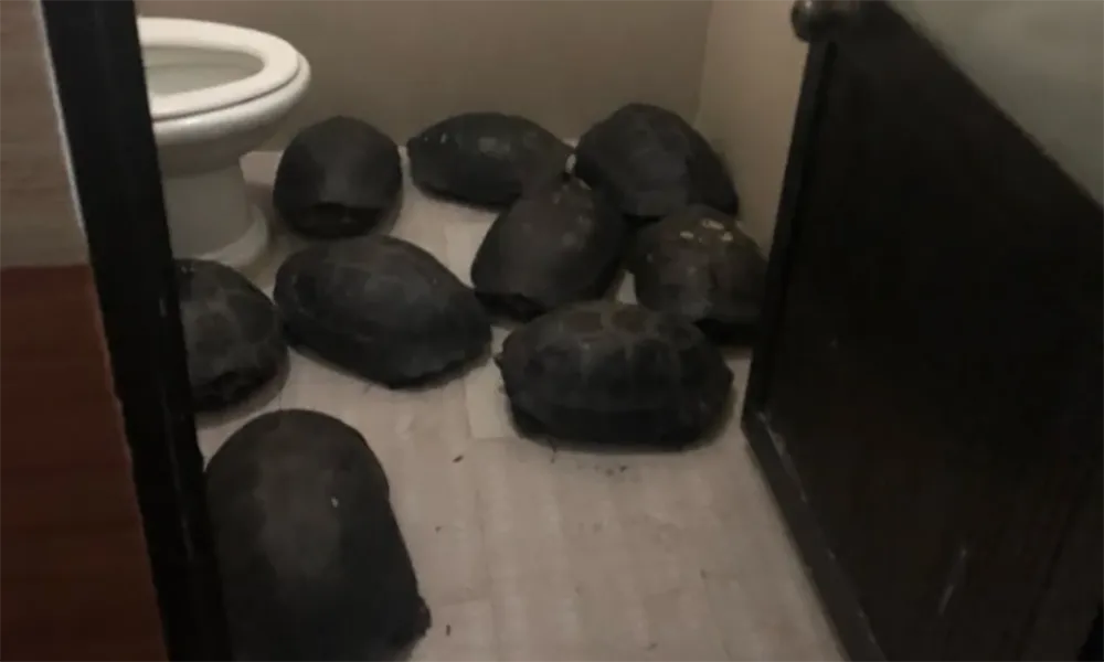 Phát hiện số lượng lớn rùa và thịt đông lạnh không rõ nguồn gốc tại Đà Nẵng