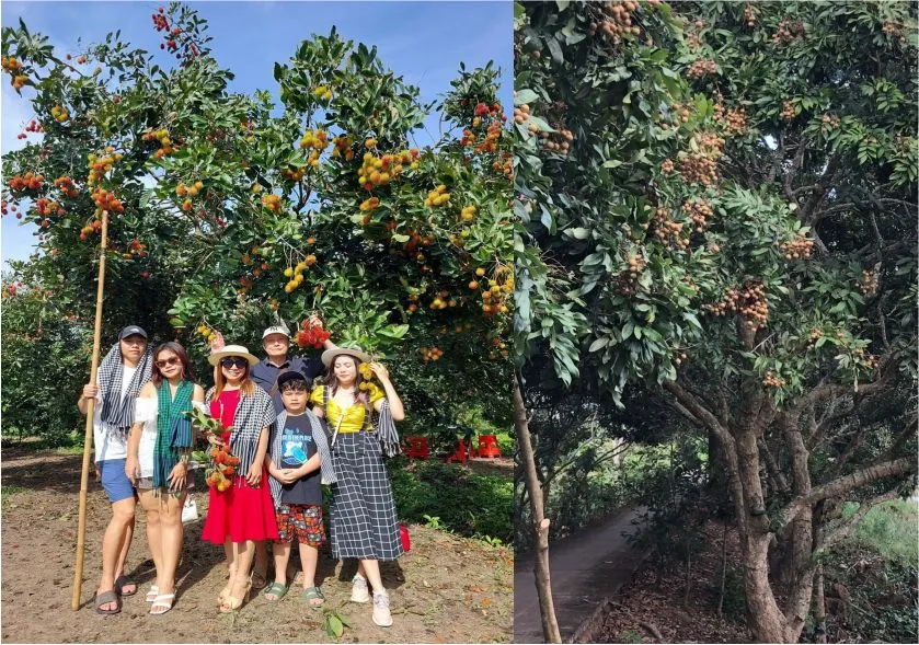 vuon-chom-chom-nhan-hai-an-truc-tiep-con-son