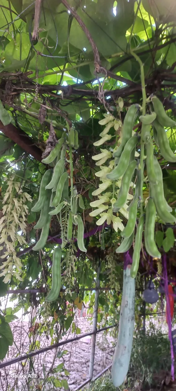 Vườn thiên nhiên 2