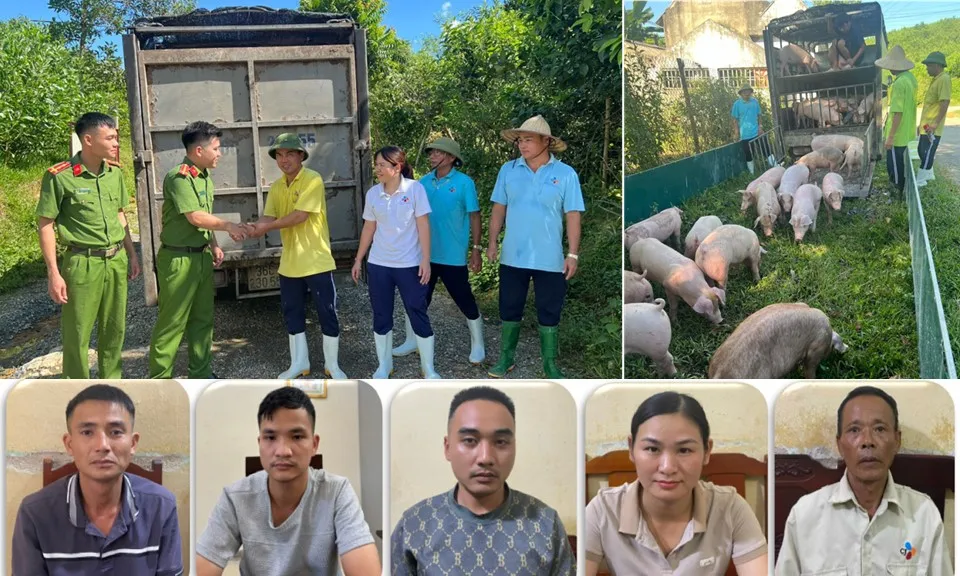 Bắt nhóm đối tượng trộm 41 con heo giống của trại heo