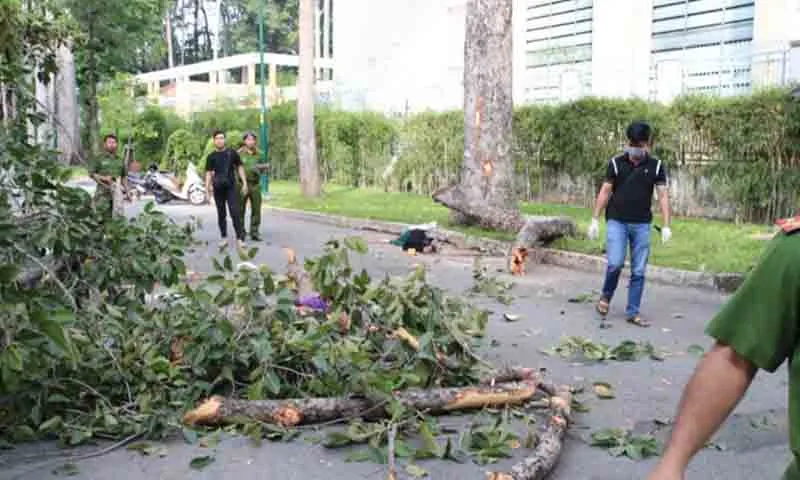 Công an TPHCM thông tin về tai nạn gãy cành cây ở công viên Tao Đàn - Ảnh: CAO