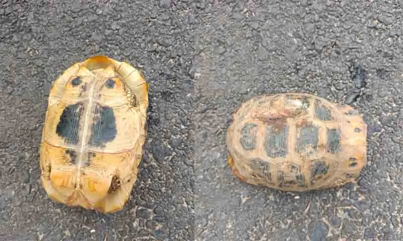 Hà Tĩnh: Phát hiện rùa núi vàng quý hiếm