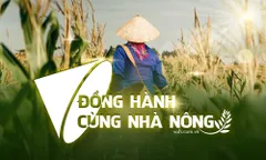 Bí quyết chăm sóc vườn sầu riêng sau thu hoạch