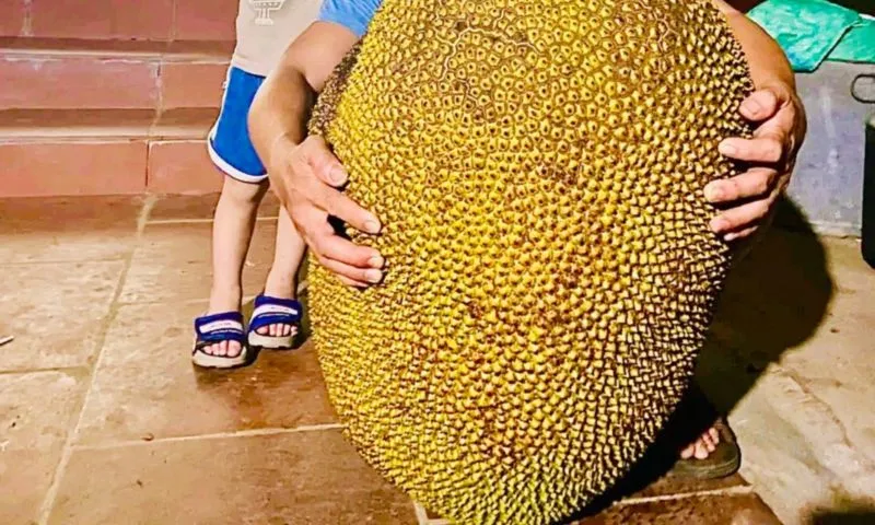 Quả mít khổng lồ nặng 56kg gây xôn xao ở Thanh Hóa