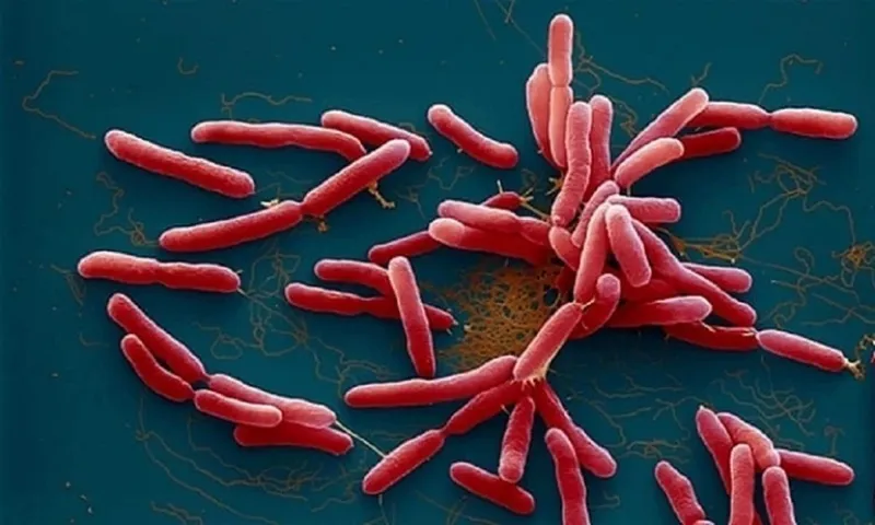 Cứu sống nữ bệnh nhân 33 tuổi bị nhiễm vi khuẩn ăn thịt người Whitmore