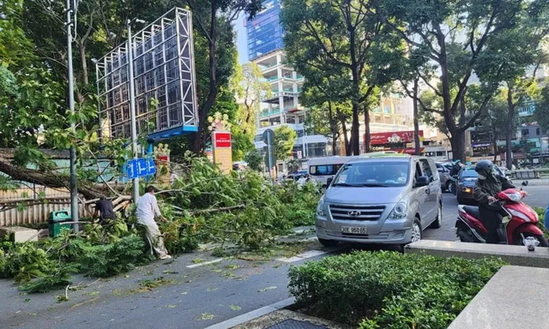 Thêm 1 trường hợp nhánh cây rơi xuống đường ở TPHCM