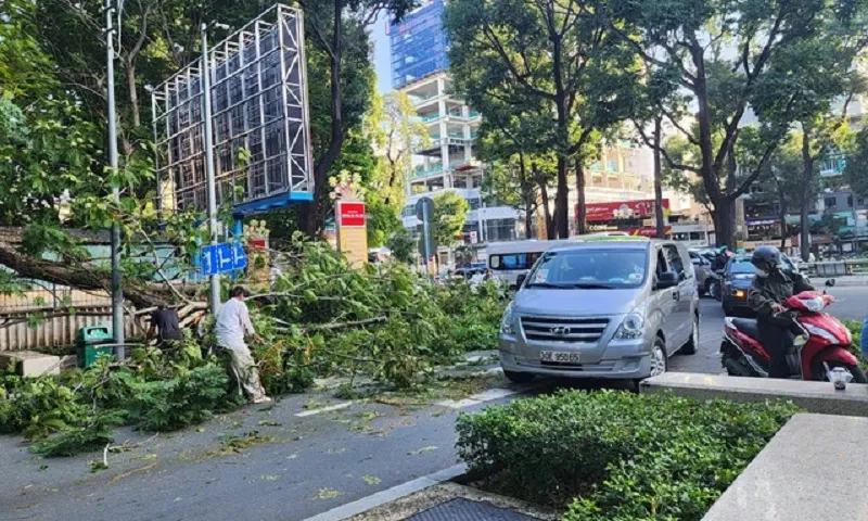 Cây tét nhánh rơi ở trung tâm TPHCM, may mắn không có thương vong