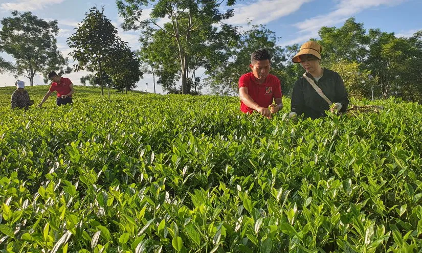 Agribank tiên phong đầu tư phát triển nông nghiệp sạch, nông nghiệp công nghệ cao