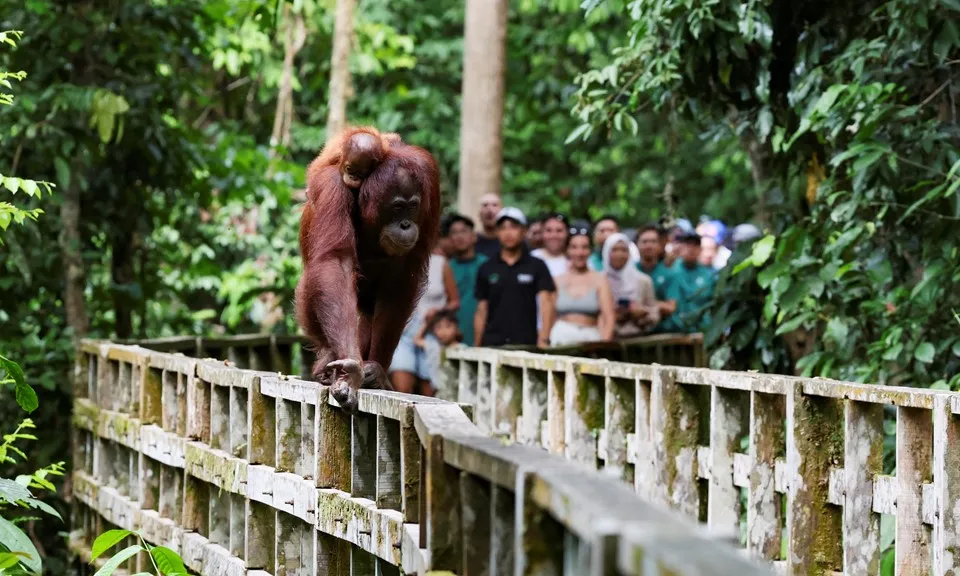 Malaysia cho phép các nhà nhập khẩu dầu cọ nhận nuôi đười ươi