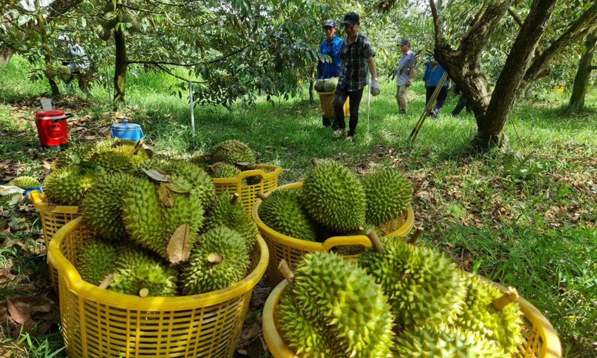 Bước tiến quan trọng trong quan hệ thương mại Việt Nam – Trung Quốc về xuất khẩu nông sản