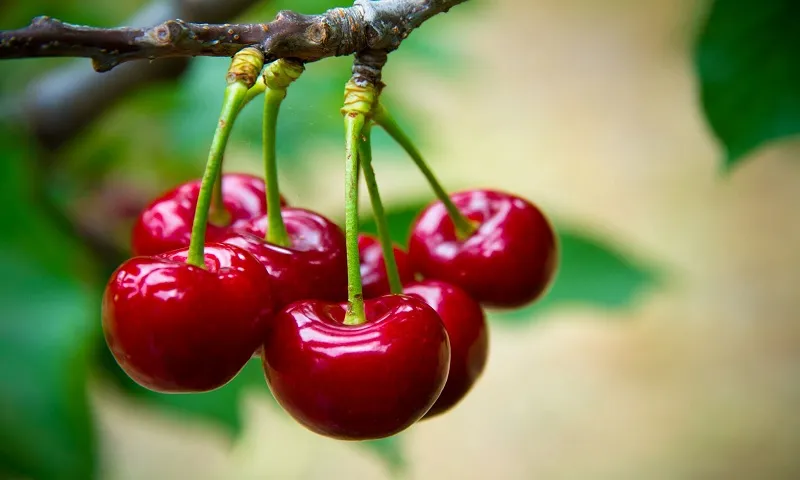 cherry-1