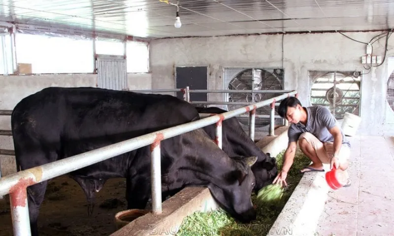 Khởi nghiệp thành công nhờ nuôi bò siêu to khổng lồ