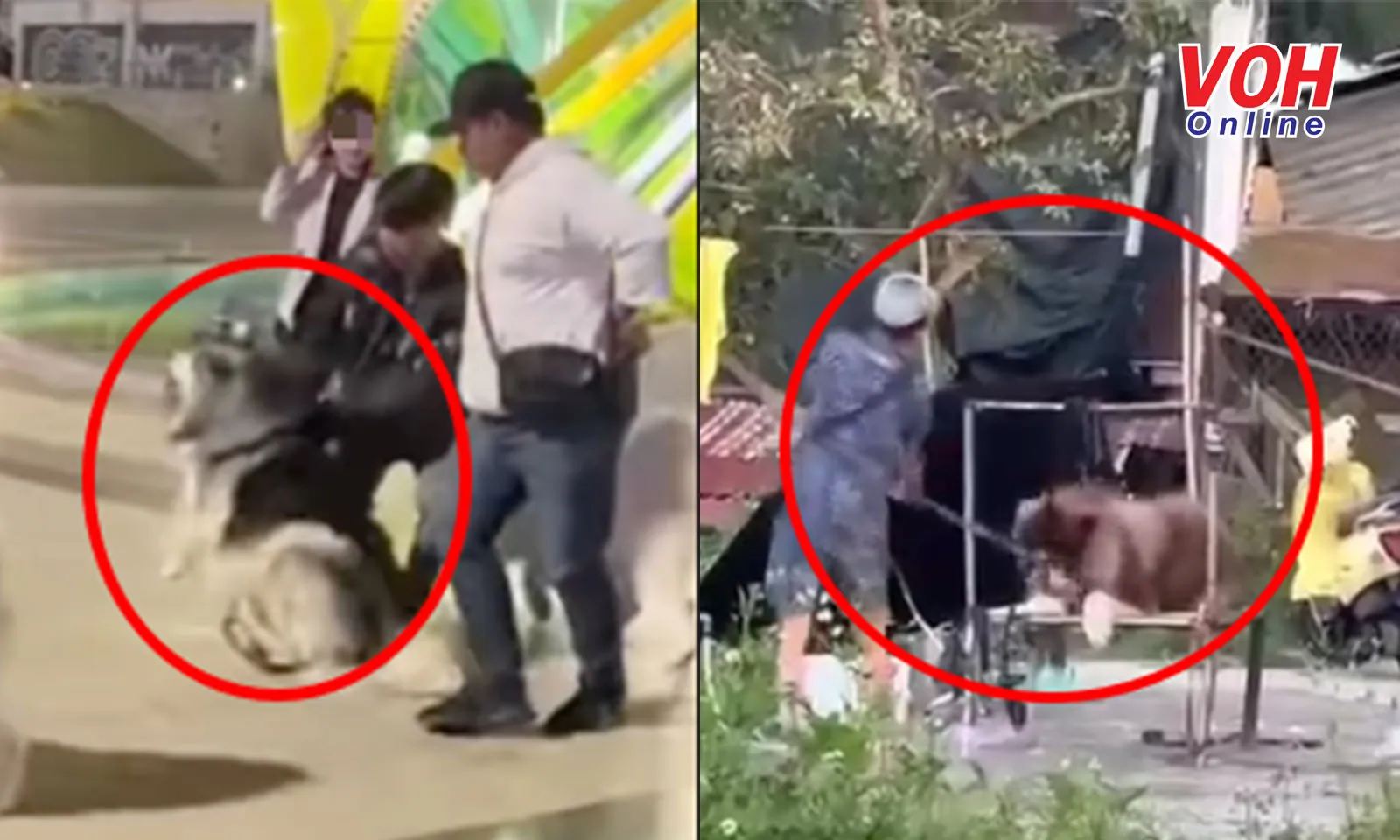 Nhiều chó cảnh chụp ảnh với du khách ở Đà Lạt bị chủ ngược đãi