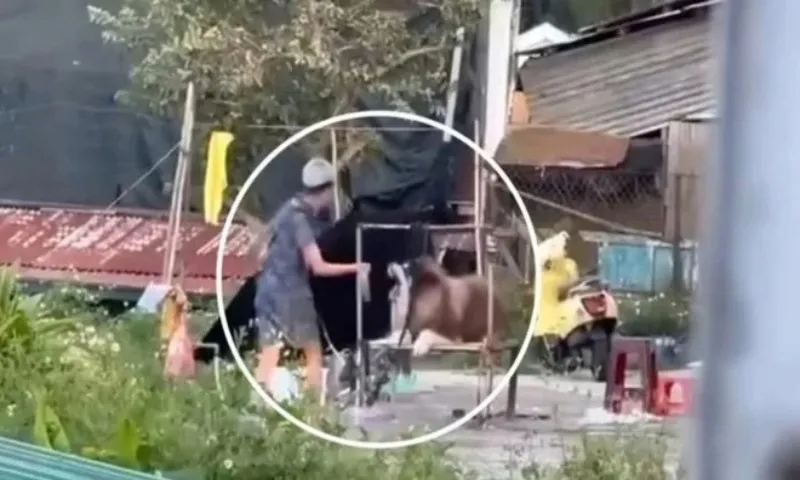 Công an vào cuộc vụ chó bị chủ ngược đãi ở Đà Lạt