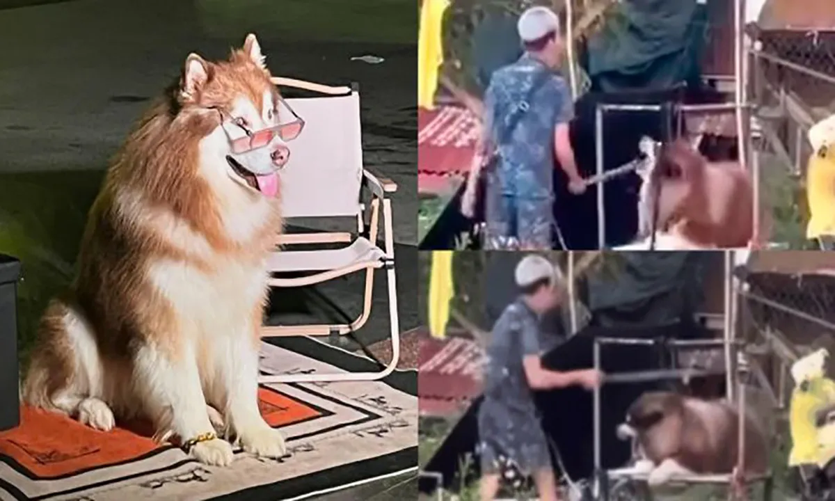 Kinh doanh chụp ảnh với chó Alaska ở Đà Lạt: Khi lợi nhuận đi ngược đạo đức