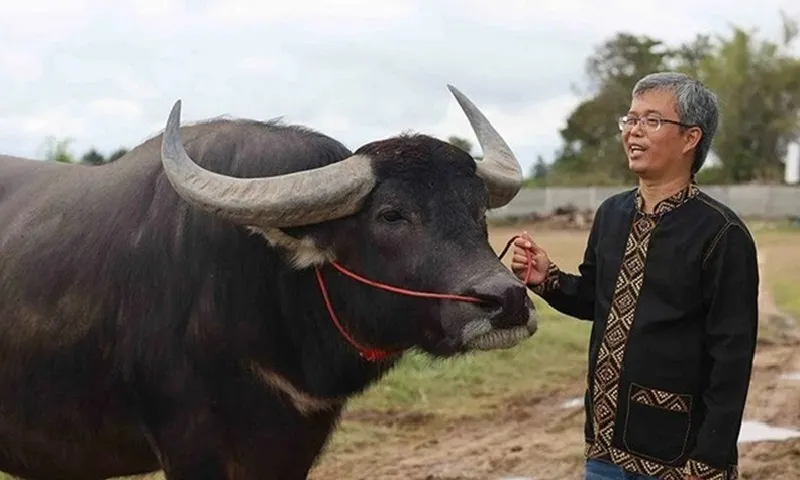 Thái Lan: Con trâu đực tốt mã được kêu giá cao chót vót chủ vẫn không bán